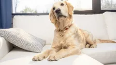 Dlaczego Twój pies zajmuje miejsce na kanapie: jakie są tego przyczyny i kiedy warto zachować rozsądek.
