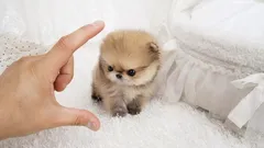 10 „kieszonkowych” psów: miniaturowe rasy dla tych, którzy lubią zabierać swojego pupila ze sobą