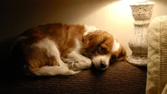 Czy warto zostawiać włączone światło, gdy pies zostaje sam w domu?