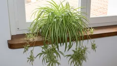 5 nieśmiertelnych zielonych przyjaciół: rośliny na parapet, które wybaczą ci wszystko