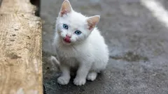 Czy koty pamiętają, że zostały zabrane z ulicy – i jak pomóc im zapomnieć o traumatycznej przeszłości?