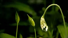 Zaledwie 4 tygodnie w roku: wszyscy doświadczeni ogrodnicy zbierają te pąki właśnie teraz.